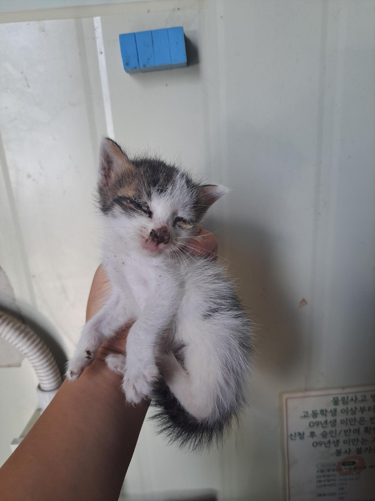 보호중 한국 고양이…